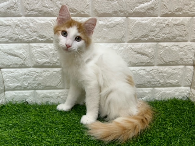 ノルウェージャンフォレストキャット