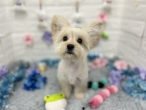 ③Mix(マルチーズ×ミニチュアダックスフンド)　￥261,800(税込)→￥151,800(税込)