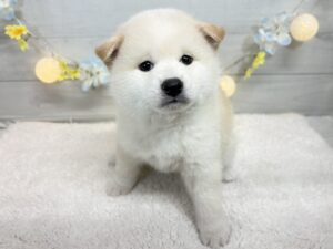 ⑤柴犬￥317,900(税込)