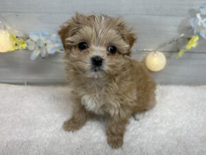 ⑬Mix(父トイプードル×母マルチーズ)￥262,900(税込)