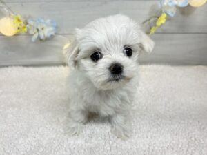 マルチーズ￥207,900(税込)