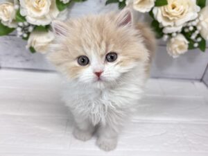 ①スコティッシュフォールド（立耳）￥361,900(税込)