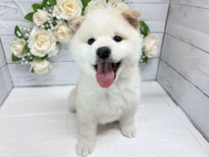 ⑤柴犬￥317,900(税込)
