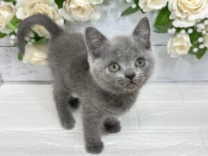 ⑤ブリティッシュショートヘアー￥284,900(税込)