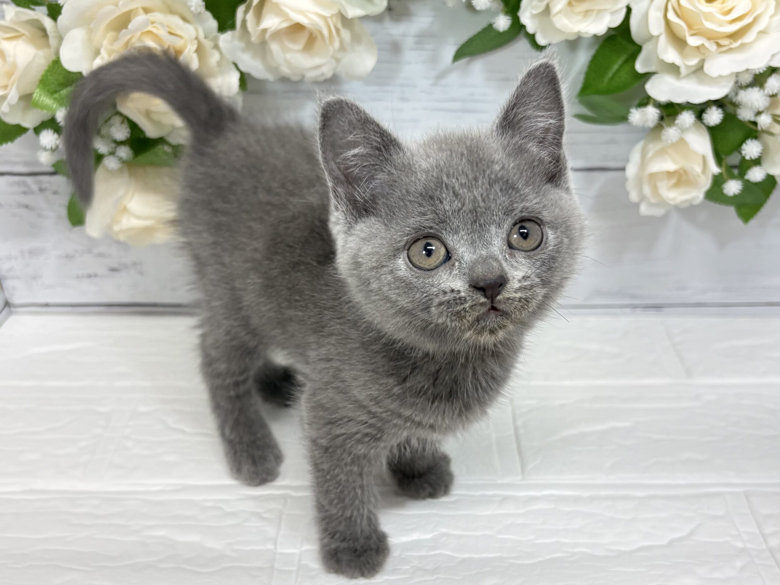 ⑤ブリティッシュショートヘアー