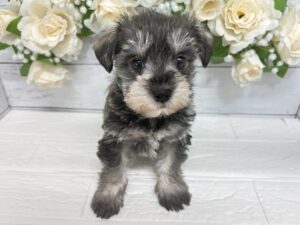 MIX(マルチーズ×ミニチュアシュナウザー)￥207,900(税込)