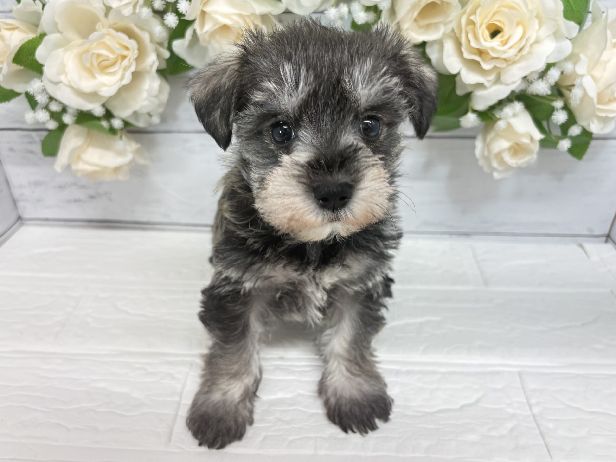 MIX(マルチーズ×ミニチュアシュナウザー)