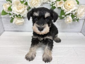 ⑦ミニチュアシュナウザー￥328,900(税込)