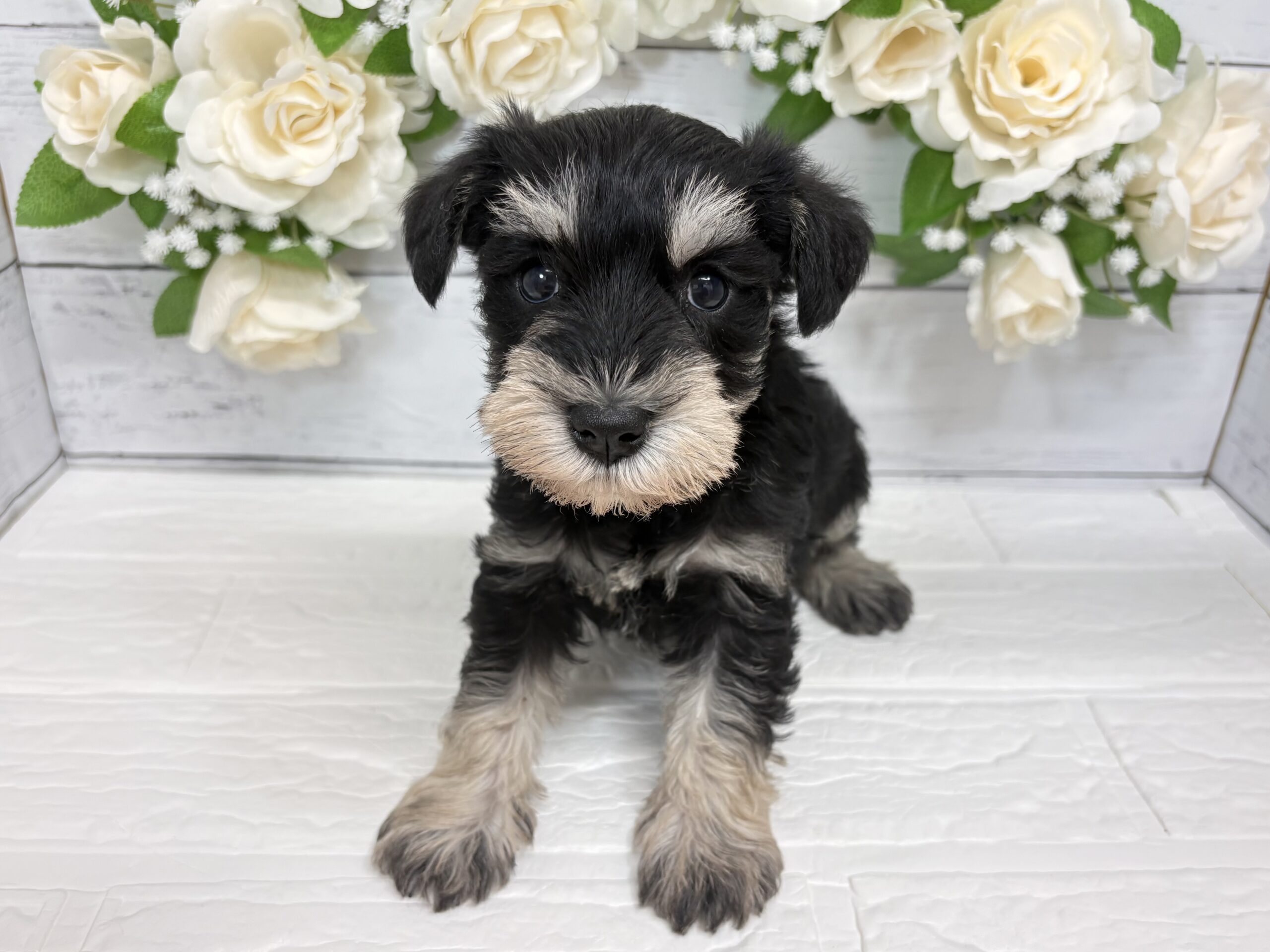 ⑦ミニチュアシュナウザー