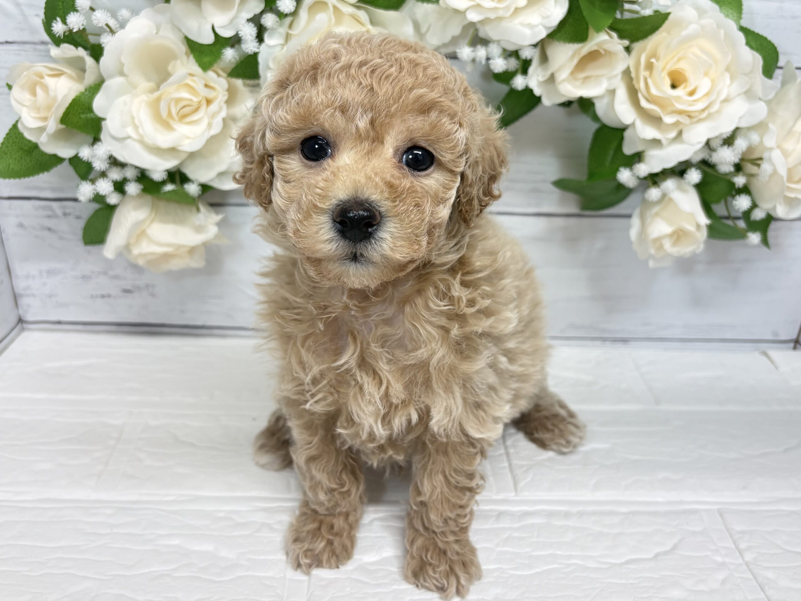 MIX(マルチーズ×トイプードル)