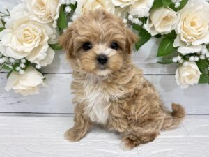 ③Mix(父トイプードル×母マルチーズ)￥317,900(税込)