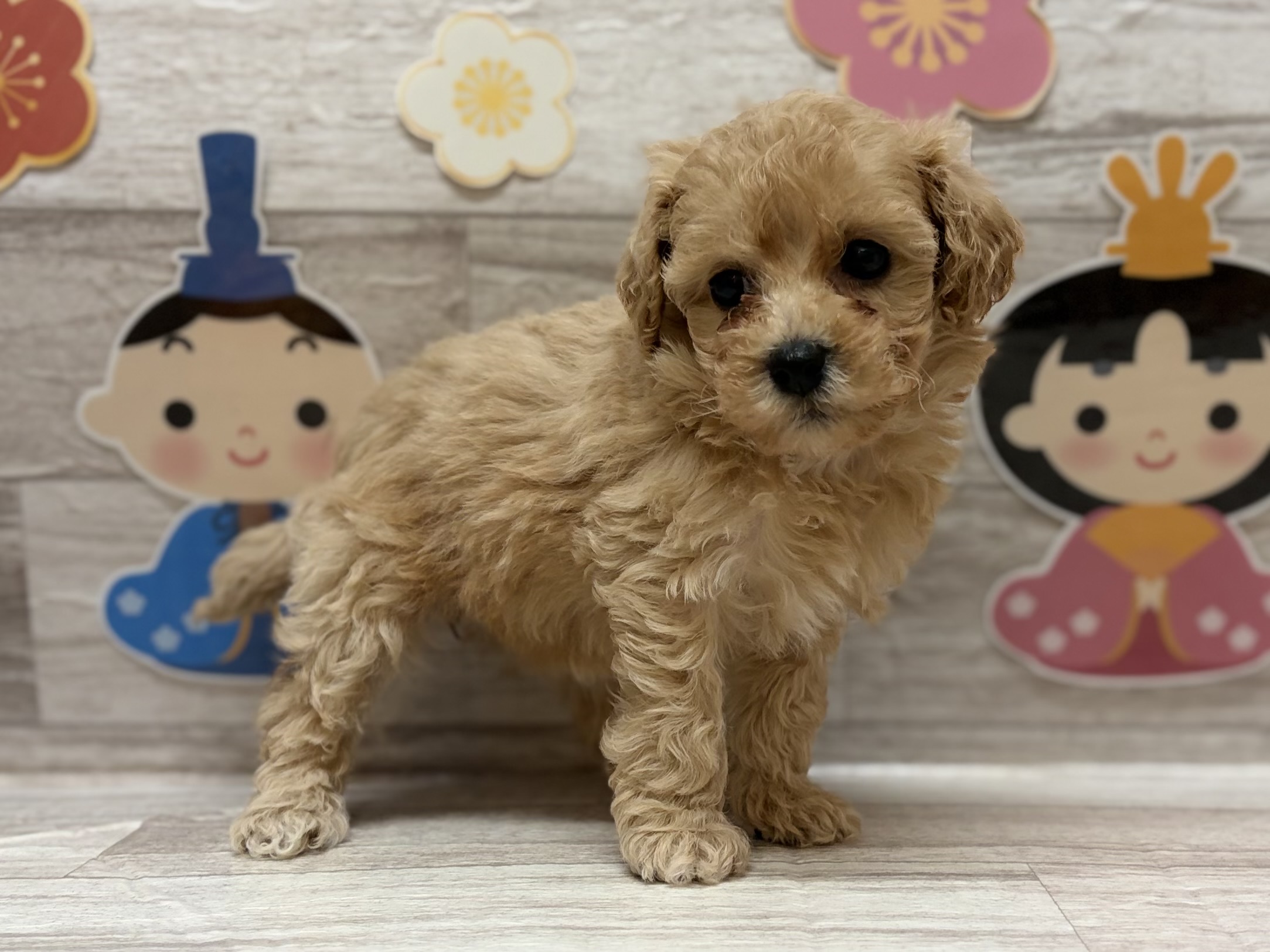 Mix(マルチーズ×トイプードル)