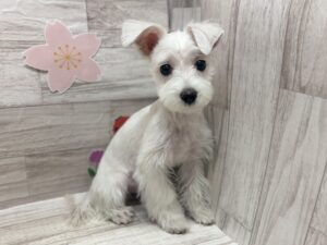 Mix(マルチーズ×ミニチュアシュナウザー)　￥250,800(税込)→5/6まで￥140,800(税込)