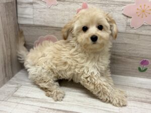 ⑤Mix(チワワ×トイプードル)　￥261,800(税込)→5/6まで￥206,800(税込)