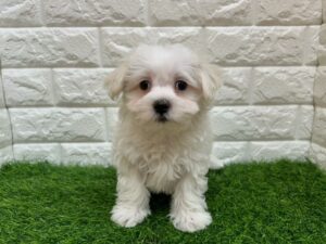 マルチーズ ￥185,900(税込)