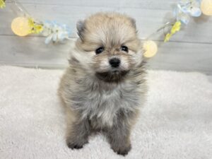 ⑥ポメラニアン￥317,900(税込)