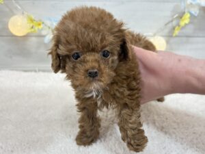 ⑨トイプードル￥284,900(税込)