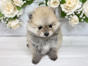 ⑥ポメラニアン￥317,900(税込)