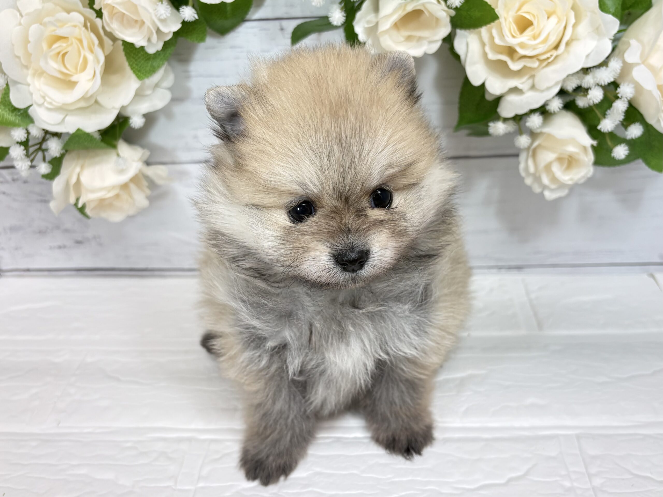 ⑥ポメラニアン