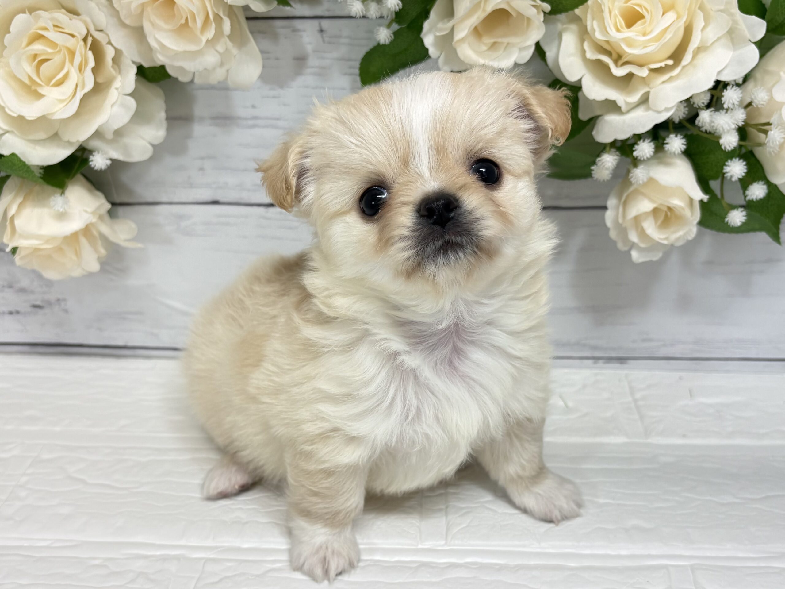 ⑧チワワ(ロング)