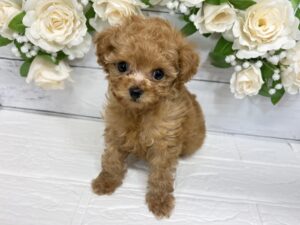 ④トイプードル￥317,900(税込)