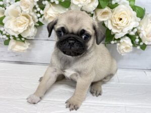 パグ￥361,900(税込)