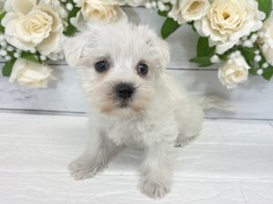 MIX(マルチーズ×ミニチュアシュナウザー)￥207,900(税込)