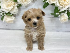 ③Mix(父トイプードル×母マルチーズ)￥317,900(税込)