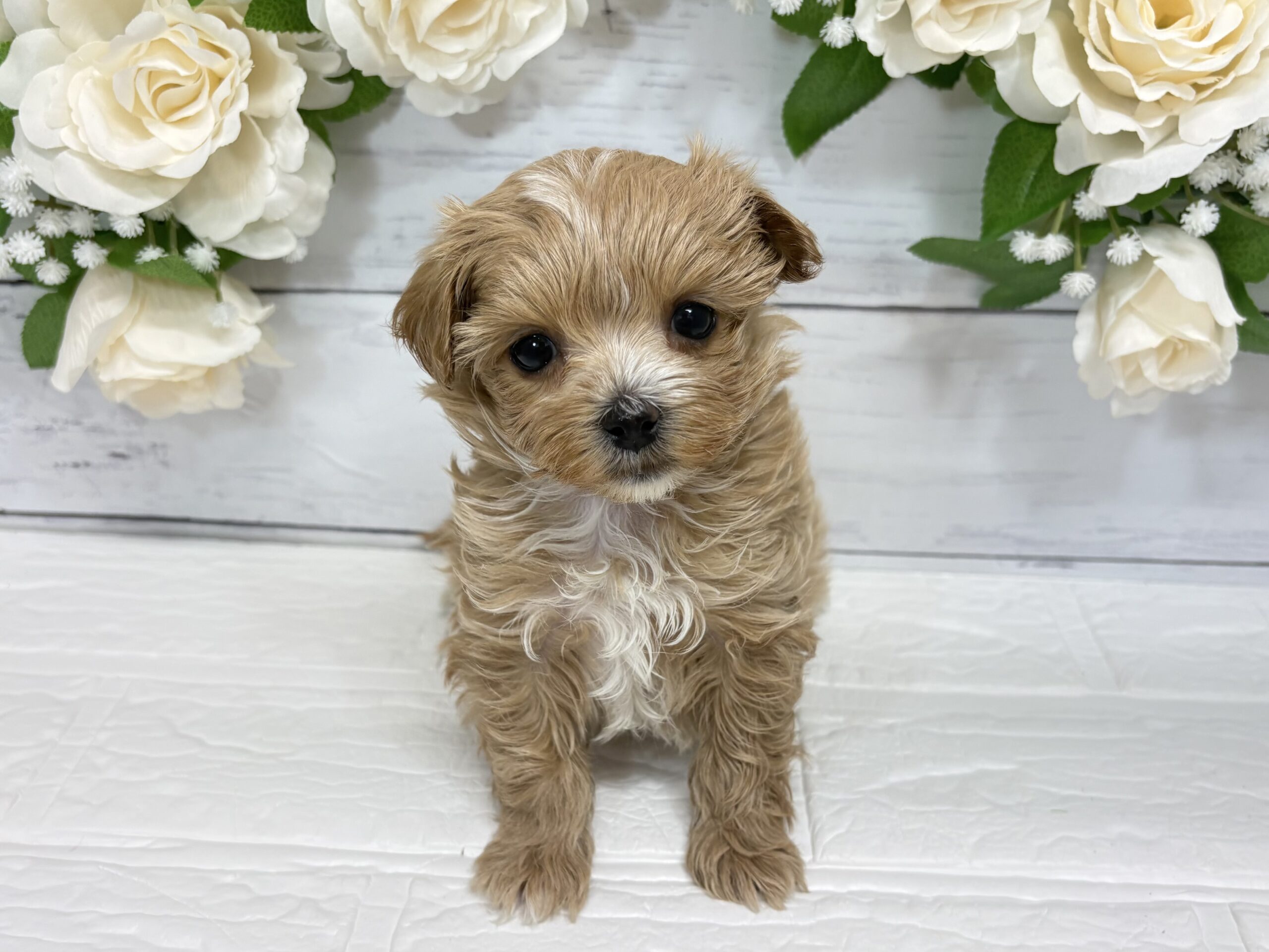 ③Mix(父トイプードル×母マルチーズ)