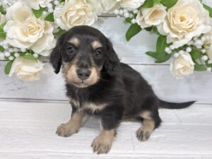 ⑥ミニチュアダックスフンド(ロング)￥262,900(税込)