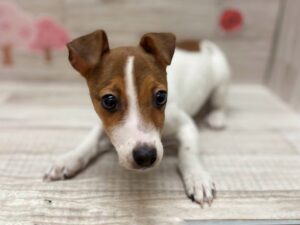 ②ジャックラッセルテリア　￥250,800(税込)→￥217,800(税込)