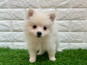 ポメラニアン ￥218,900(税込)→3/1迄￥185,900(税込)