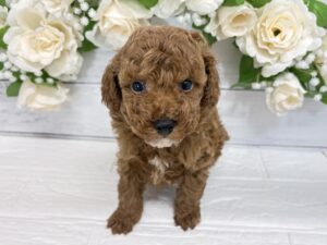 トイプードル￥251,900(税込)