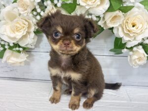 チワワ(ロング)￥284,900(税込)