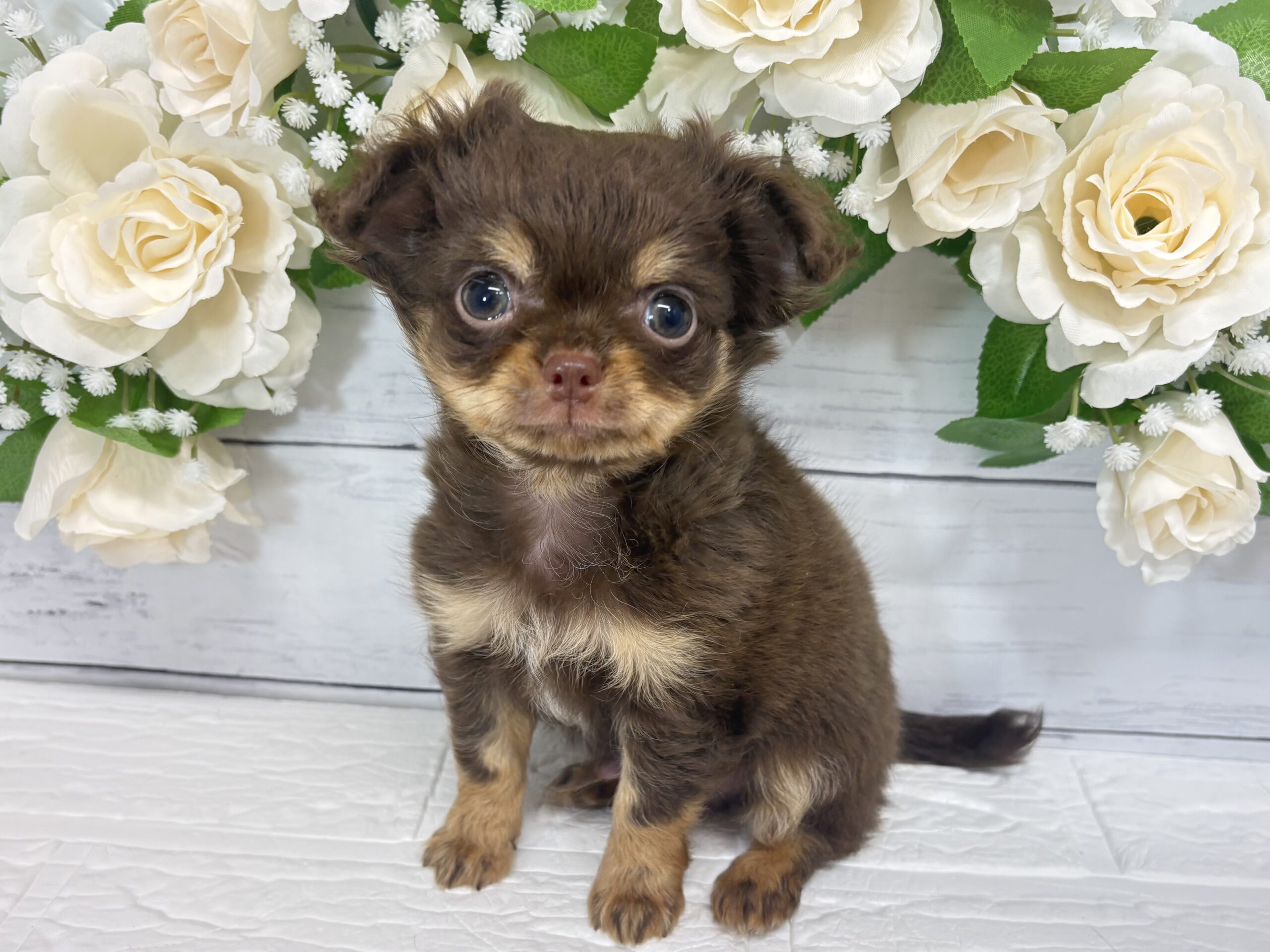 チワワ(ロング)