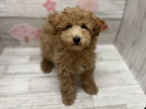 Mix(マルチーズ×ミニチュアシュナウザー)alt=