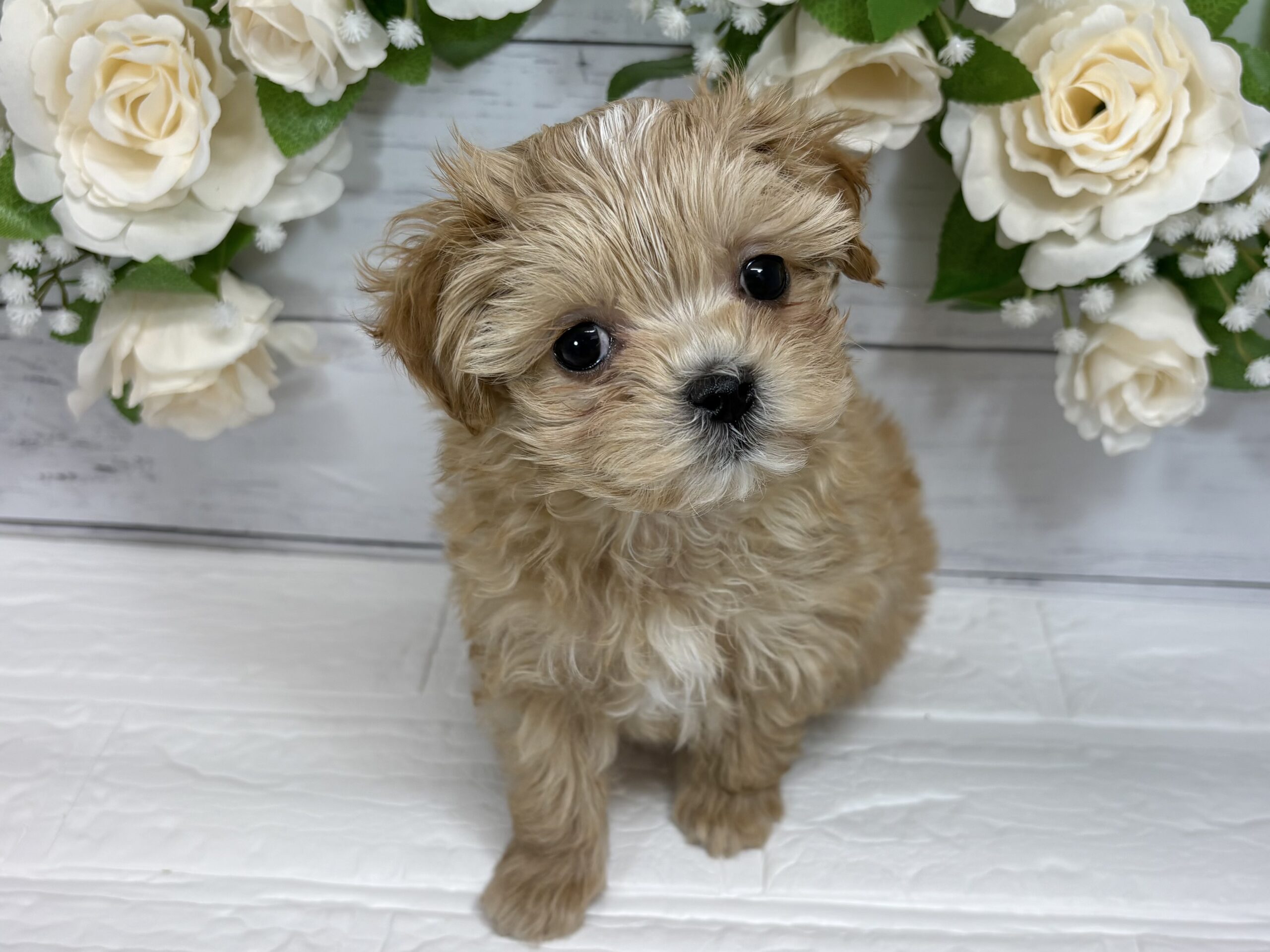 ⑬Mix(父トイプードル×母マルチーズ)