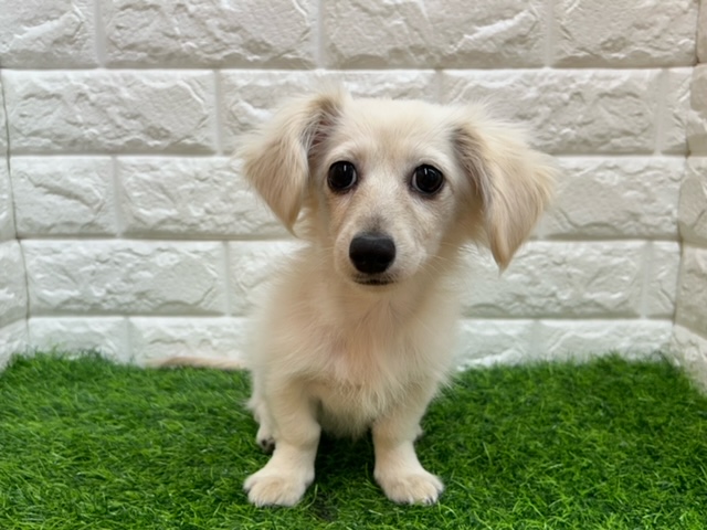 MIX(父ミニチュアダックス(ロング)×母チワワ(ロング))