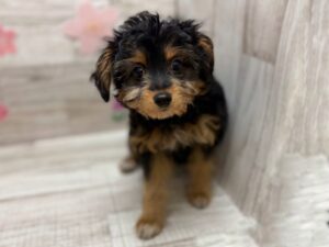 ④Mix(トイプードル×チワワ)　￥217,800(税込)→￥206,800(税込)