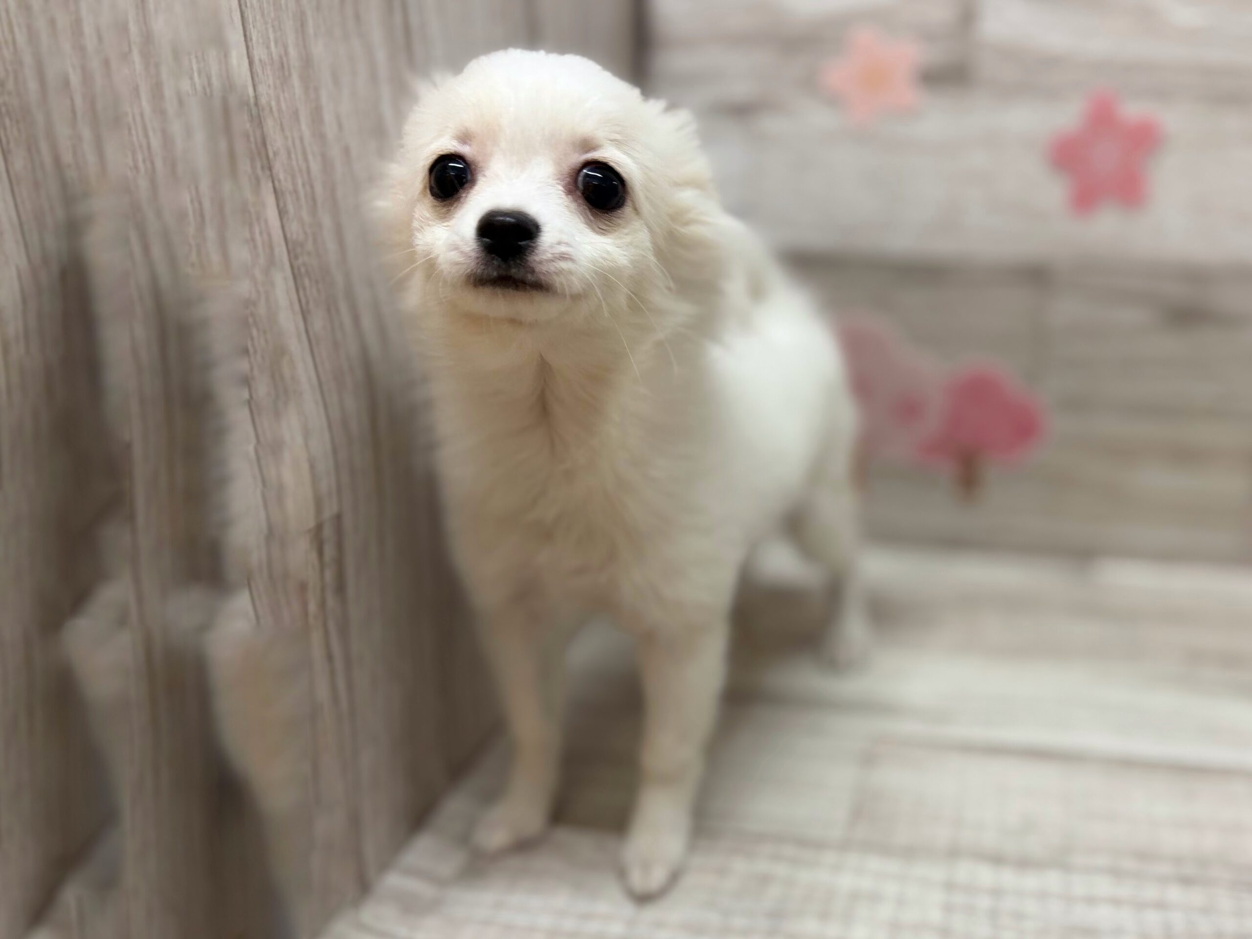 ②Mix(ポメラニアン×チワワ)