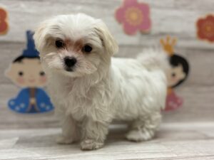 マルチーズ　￥294,800(税込)