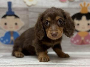 ミニチュアダックスフンド　￥305,800(税込)