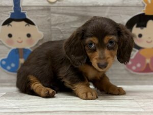 ミニチュアダックスフンド　￥306,900(税込)→3/9まで￥273,900(税込)