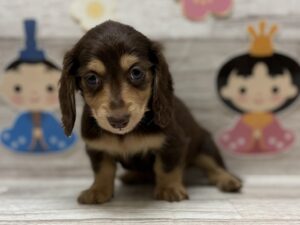 ミニチュアダックスフンド　￥317,900(税込)→3/9まで￥284,900(税込)