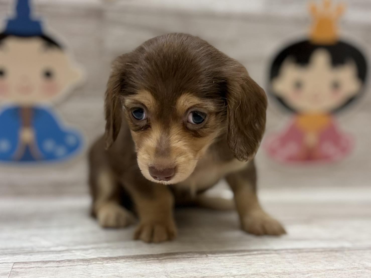 ミニチュアダックスフンド