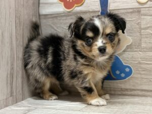 ①チワワ(ロング)　￥261,800(税込)