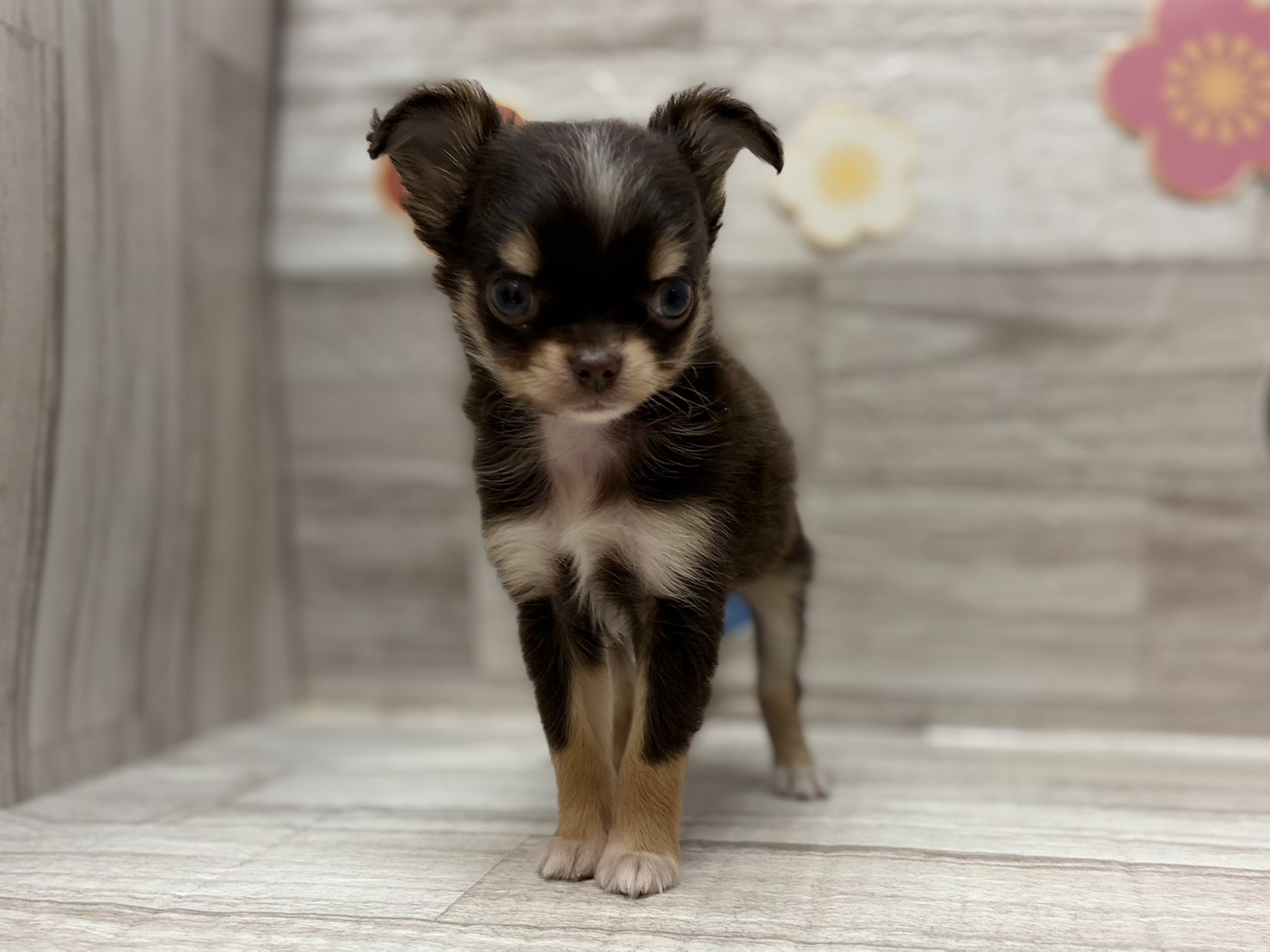 ④Mix(チワワ×パピヨン)