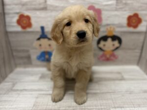 ⑥ゴールデンレトリバー　￥327,800(税込)