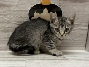 スコティッシュフォールド(立耳)　￥195,800(税込)