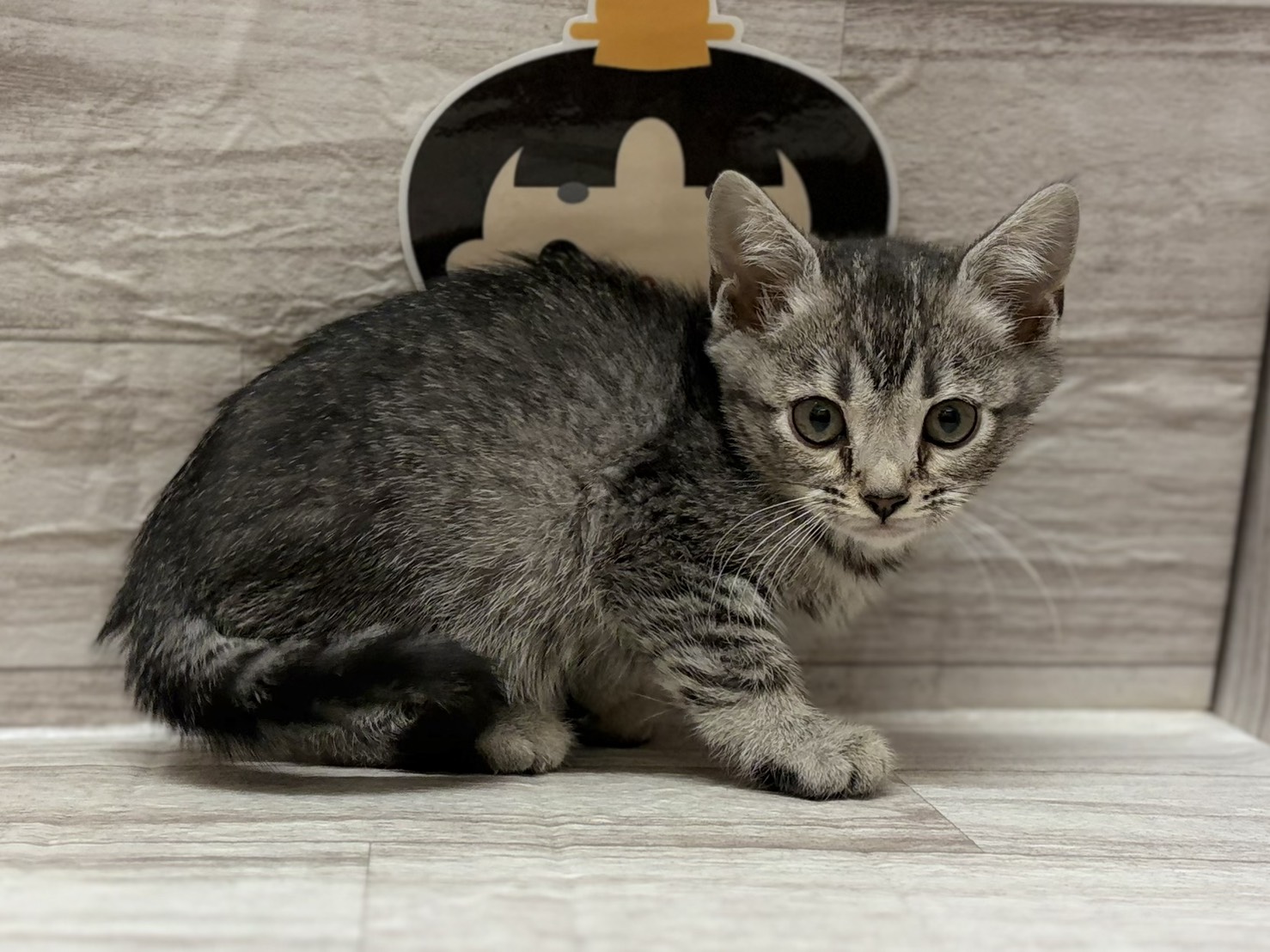 スコティッシュフォールド(立耳)